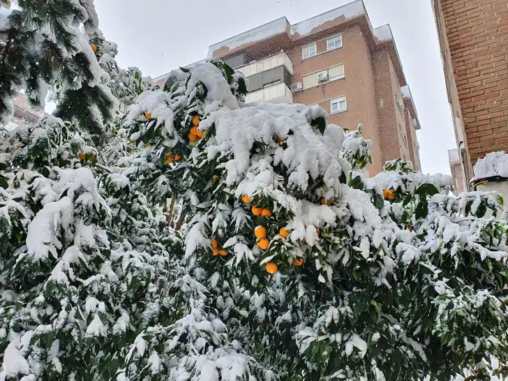 Редкий снегопад в Мадриде