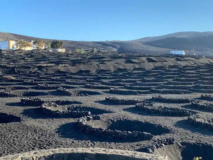 Виноградники на Лансароте
