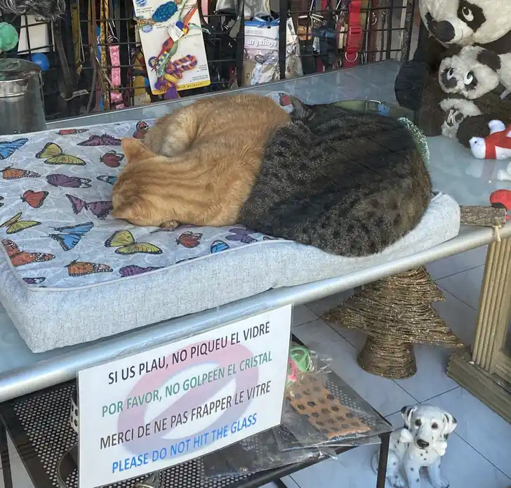 Забота о животных в Барселоне: В зоомагазинах котиков просят не пугать, стуча по стеклу.