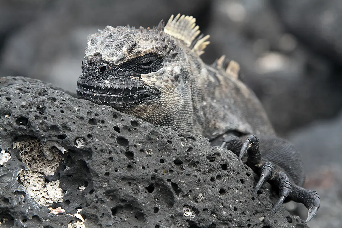 Выживание на враждебном острове: битва новорожденных игуан против хищных змей