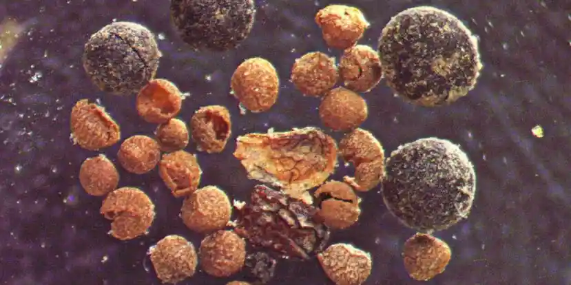 Учёные доказали: Гренландия когда-то была зелёной 2 3 8