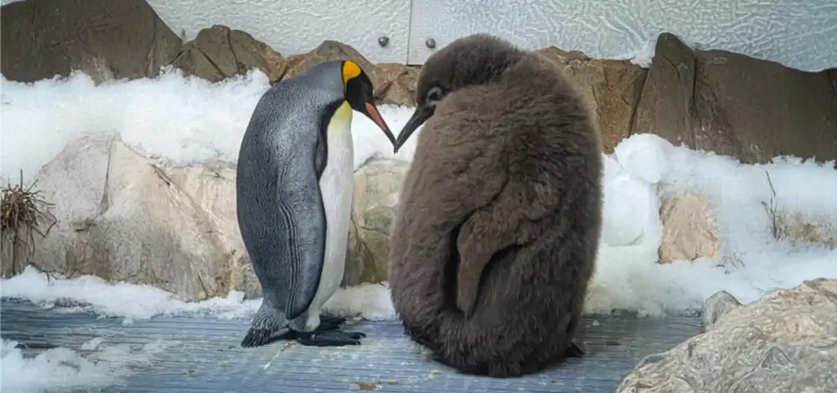 Пингвин Песто: рекордсмен