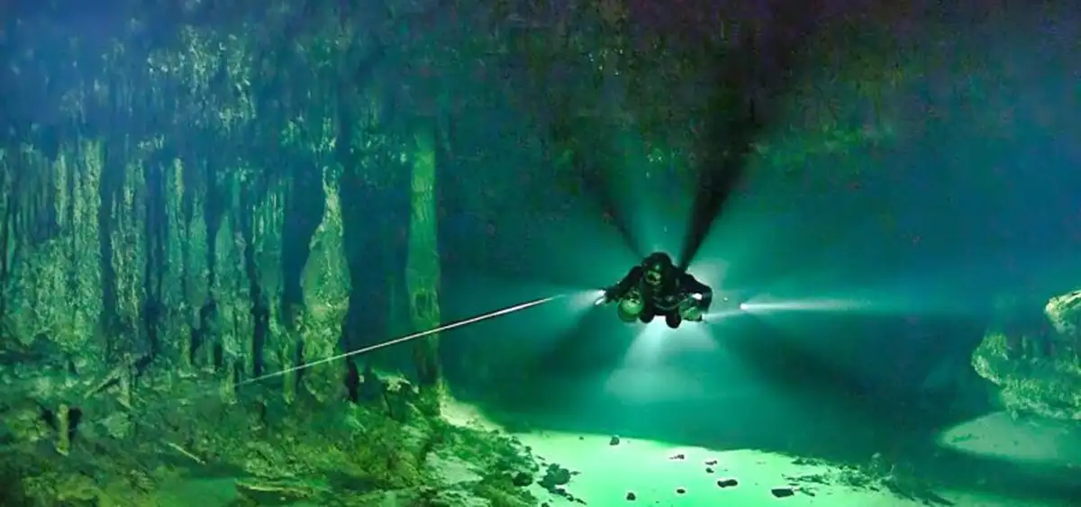 Растения во мраке океана