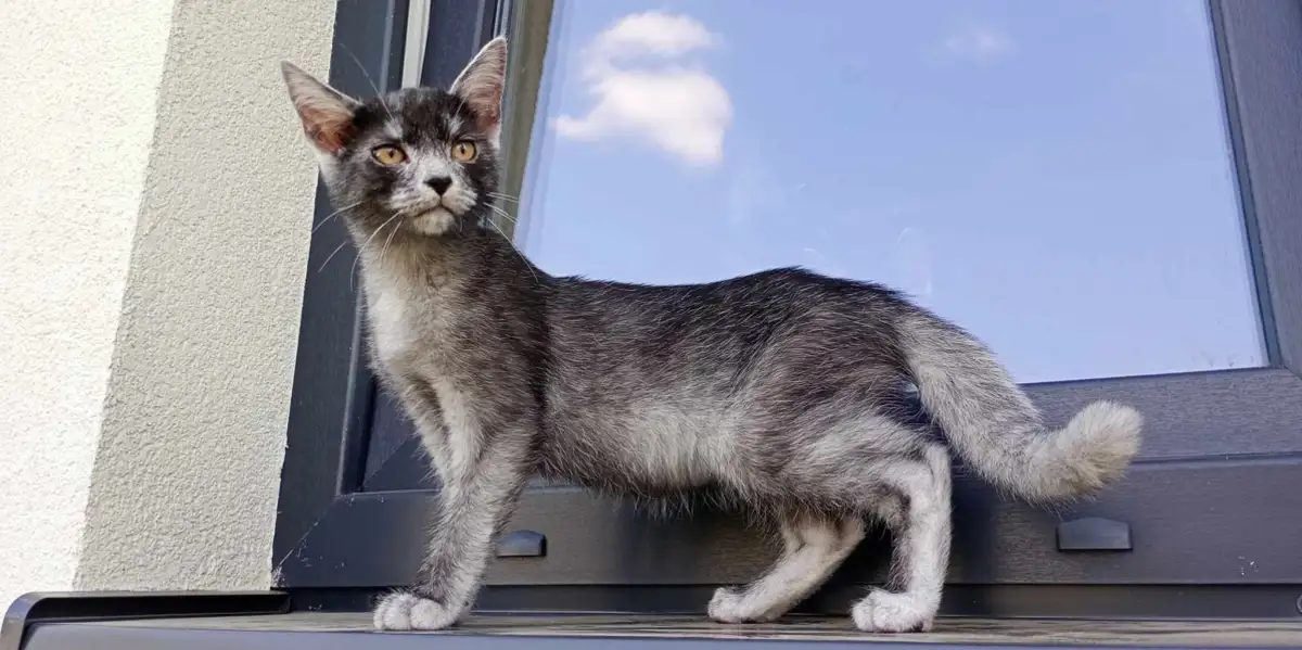 Трансильванский волкокот