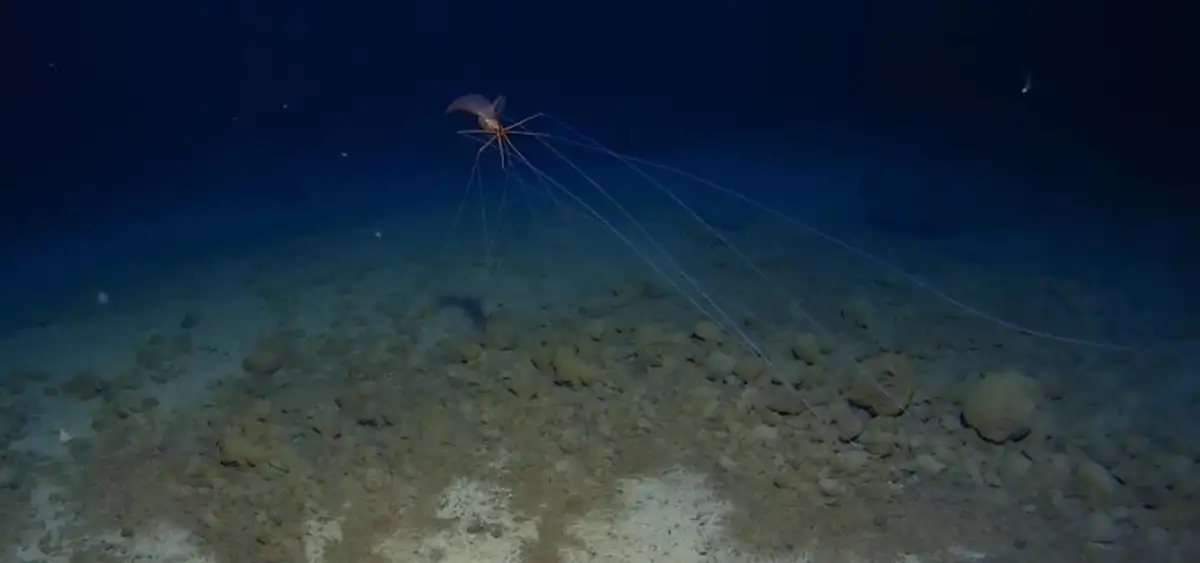 Загадка глубин: редкий кальмар