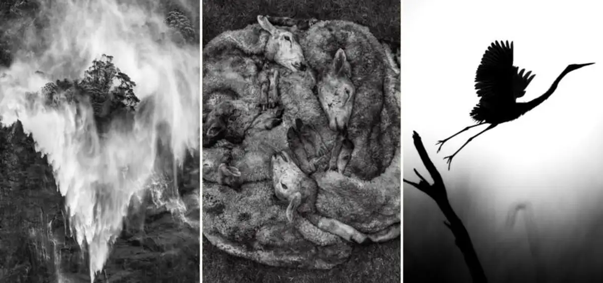 Магия света и тени: Mono Awards