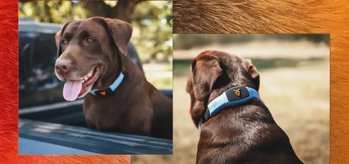 Shazam: общение с питомцем