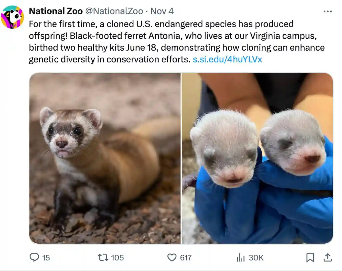 В американском зоопарке впервые родились детёныши от клонированной самки редкого чёрноногого хорька