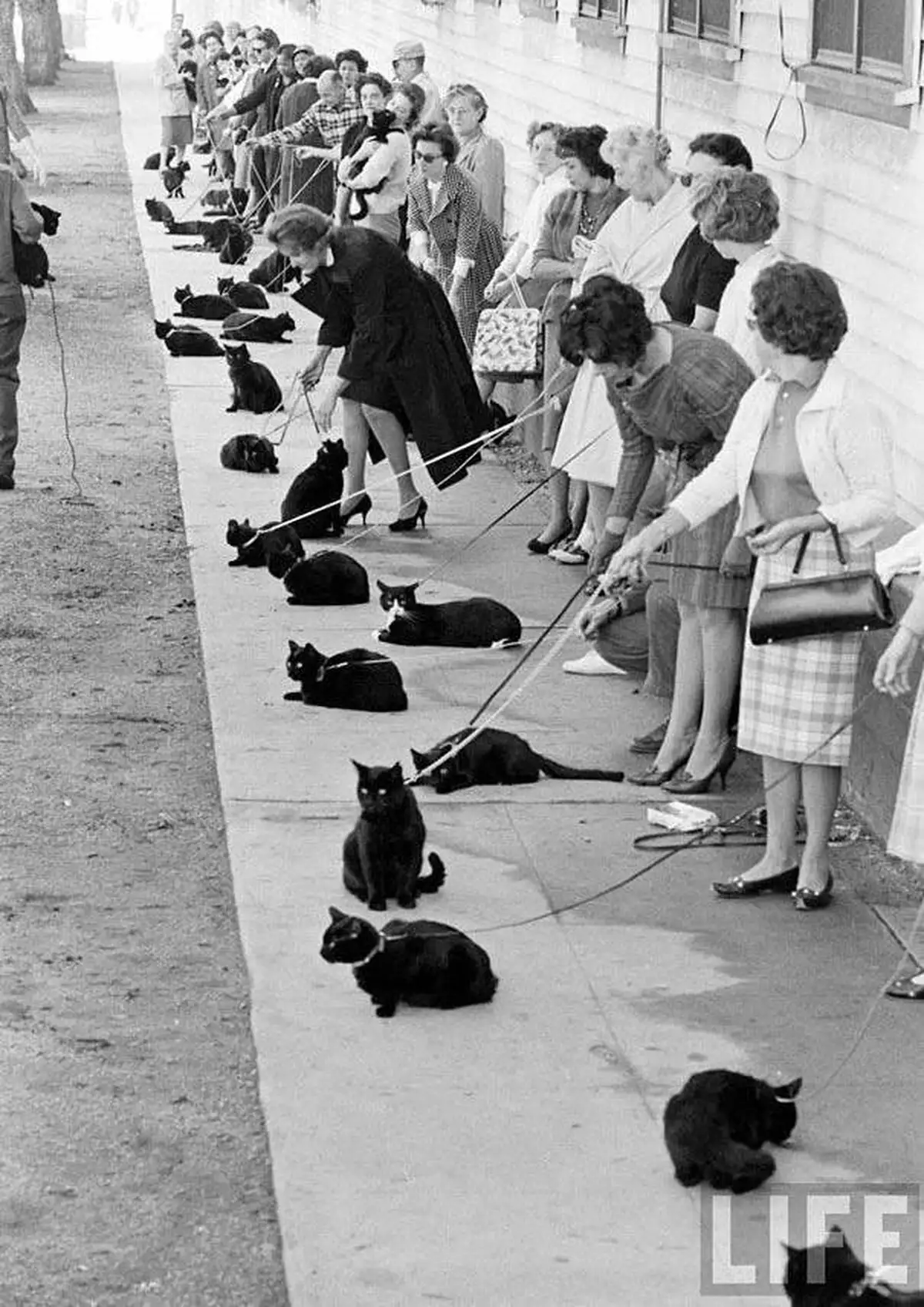 Прослушивание черных кошек в Голливуде