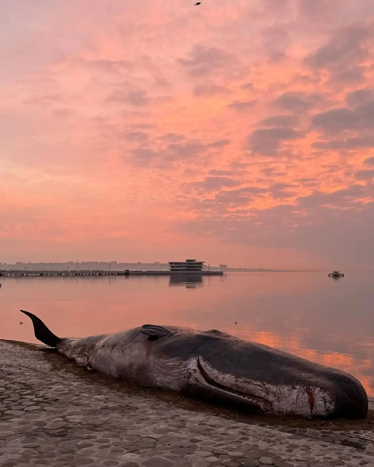 Мёртвый кит как социальная реклама