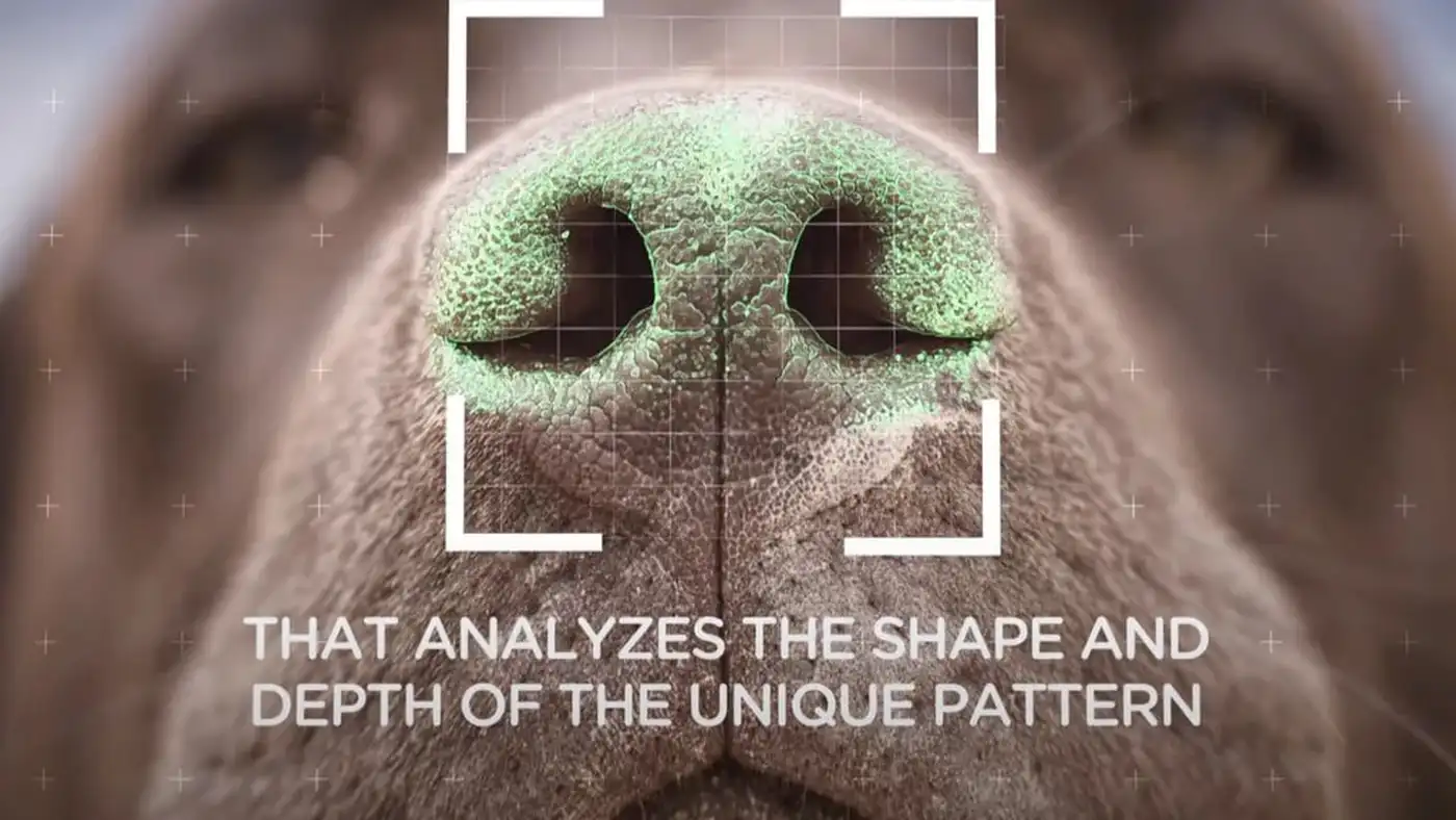 Унікальність відбитків носа у собак: природний ідентифікатор