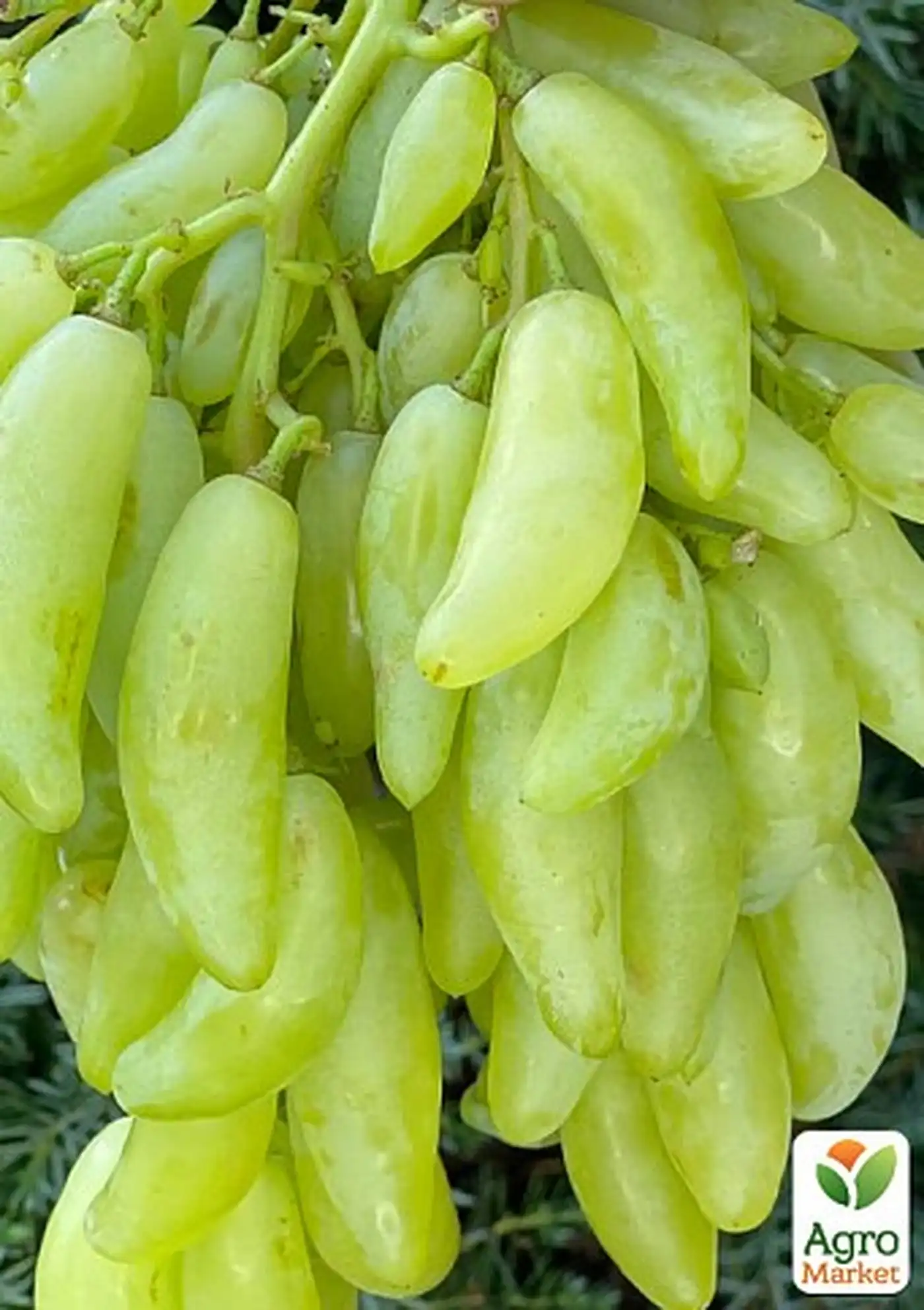 Виноград в вашем саду — выбор здоровых саженцев