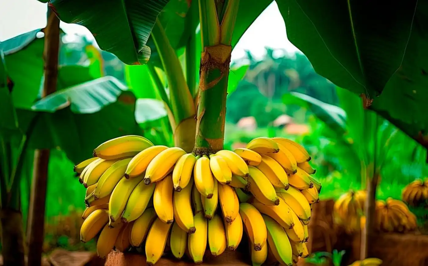 Секрет бананового волокна