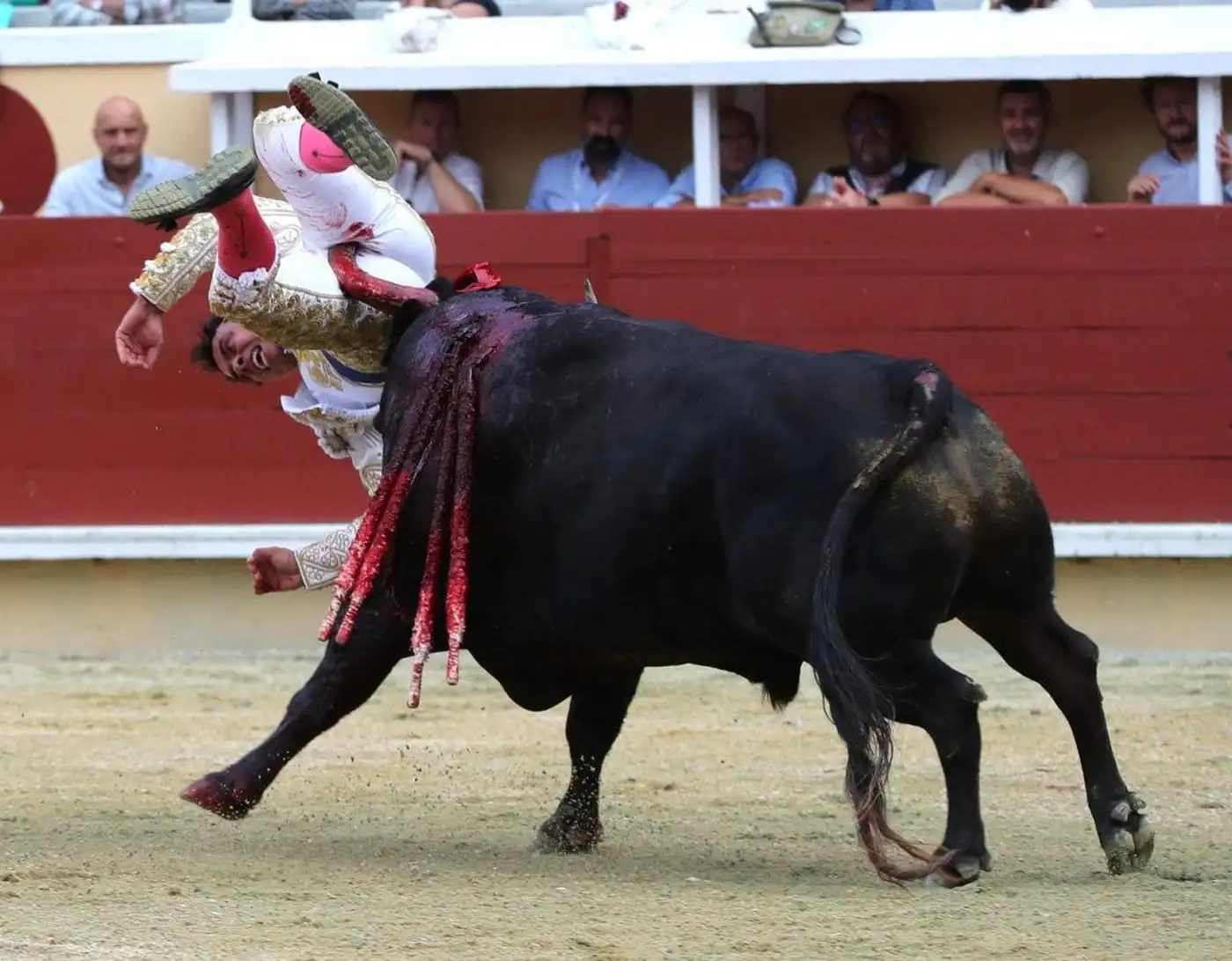 Бык проткнул тореадора прямо рогом в задницу