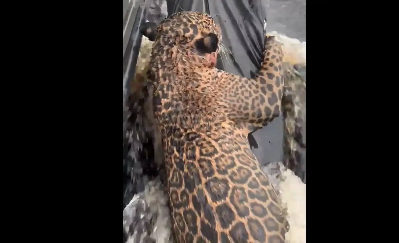 В Бразилии спасли ягуара, который провёл в реке несколько часов