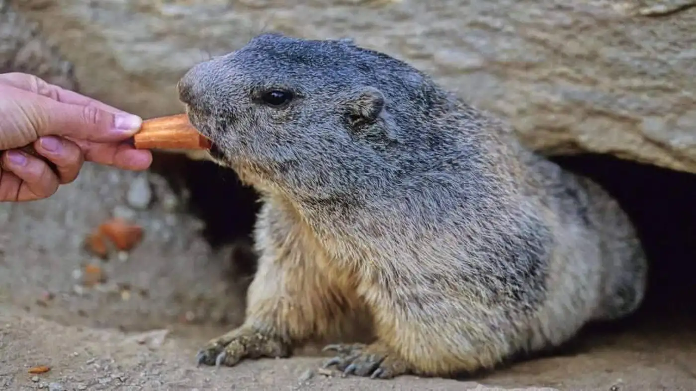 Сурковое табу: в Бурятии запретили есть тарбаганов