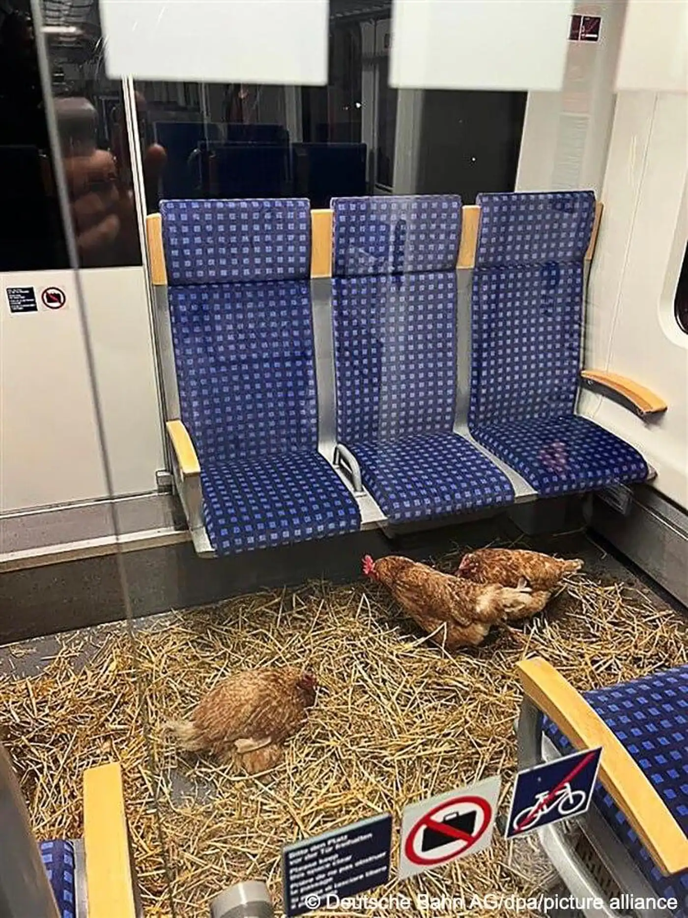 500 евро за подсказку: кто посадил кур в поезд?