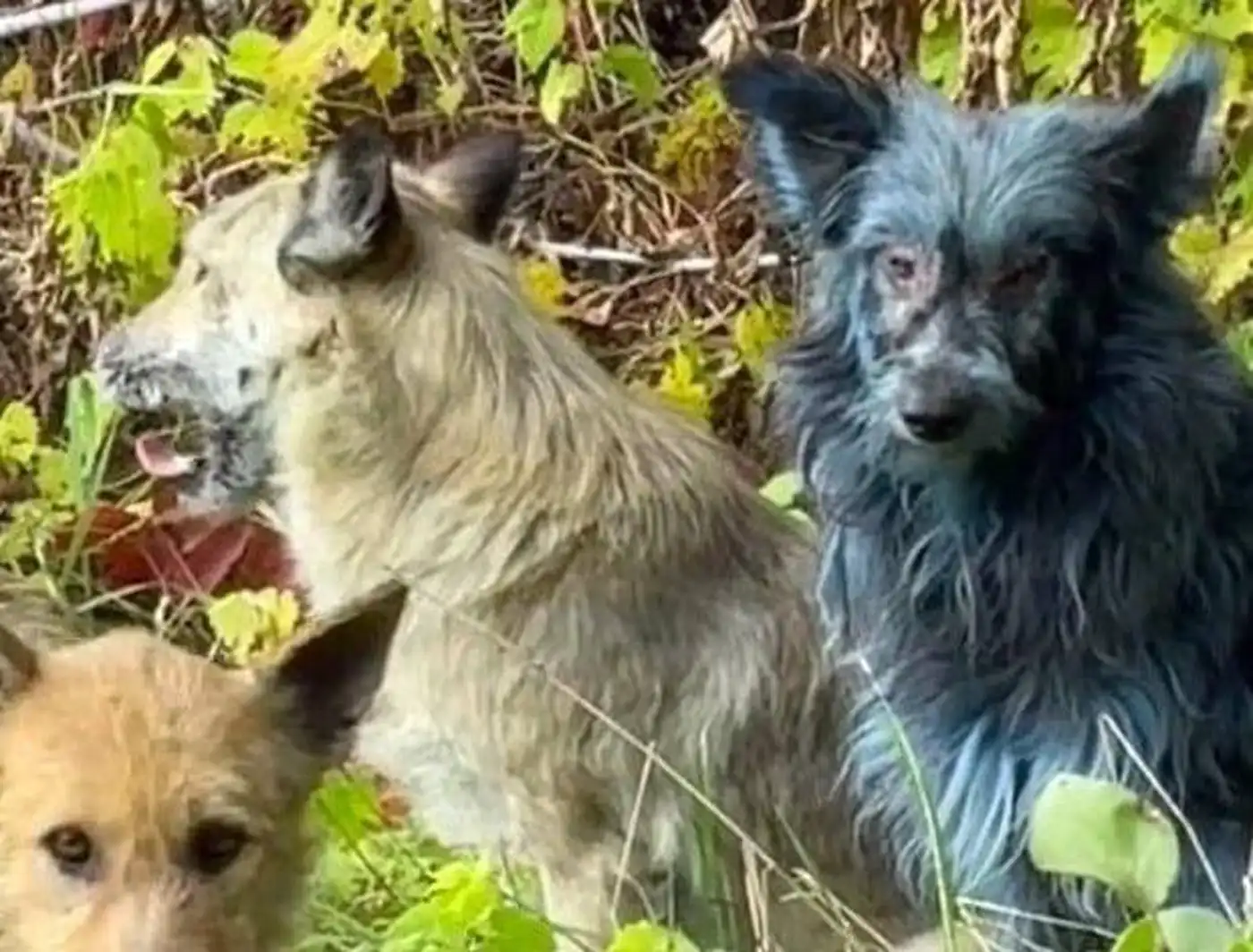В Чернобыле заметили собак с синей шерстью