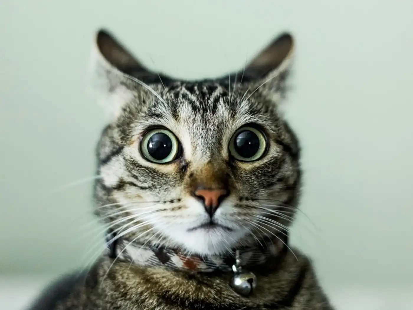 Кот против полиции