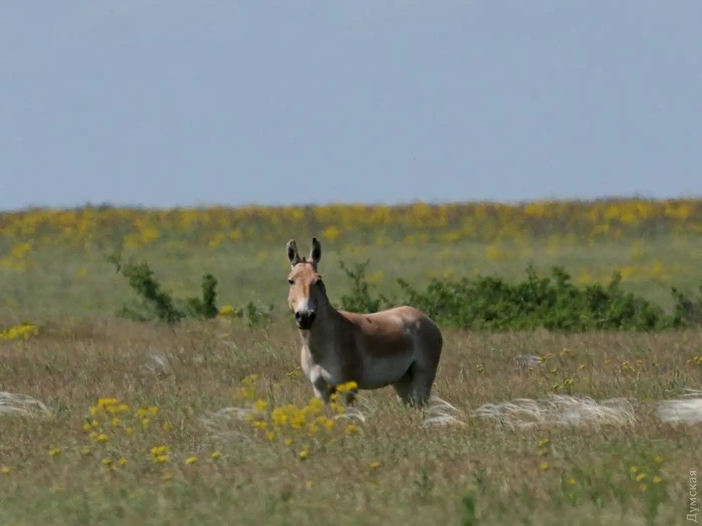 Россия фактически уничтожила Кинбурнскую косу и заповедник «Аскания-Нова»