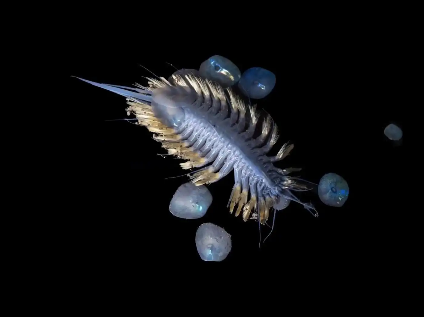 В Антарктиде нашли 30 новых видов существ: от «зомби-червей» до «шара смерти»