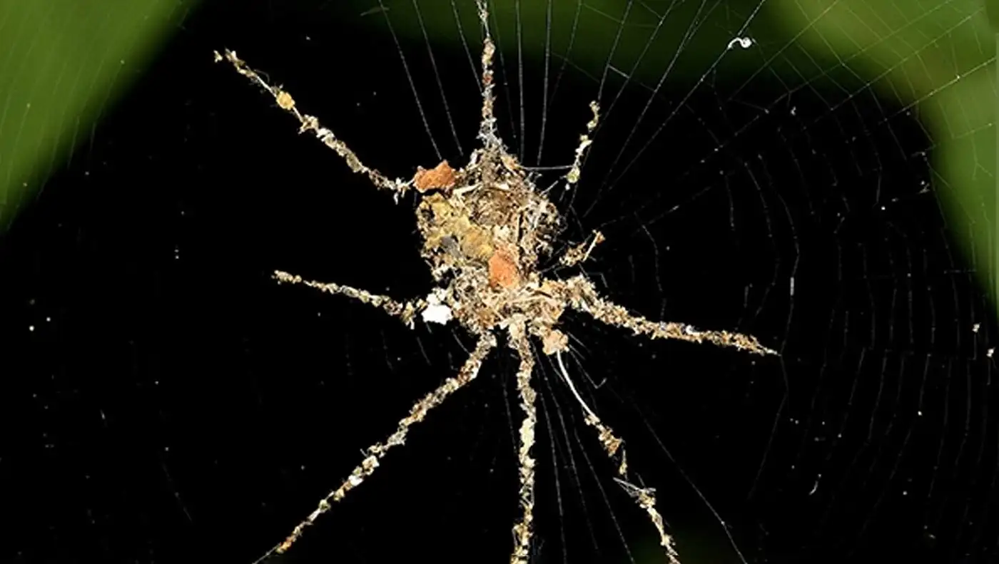 Тропические пауки научились создавать гигантских двойников, чтобы выжить