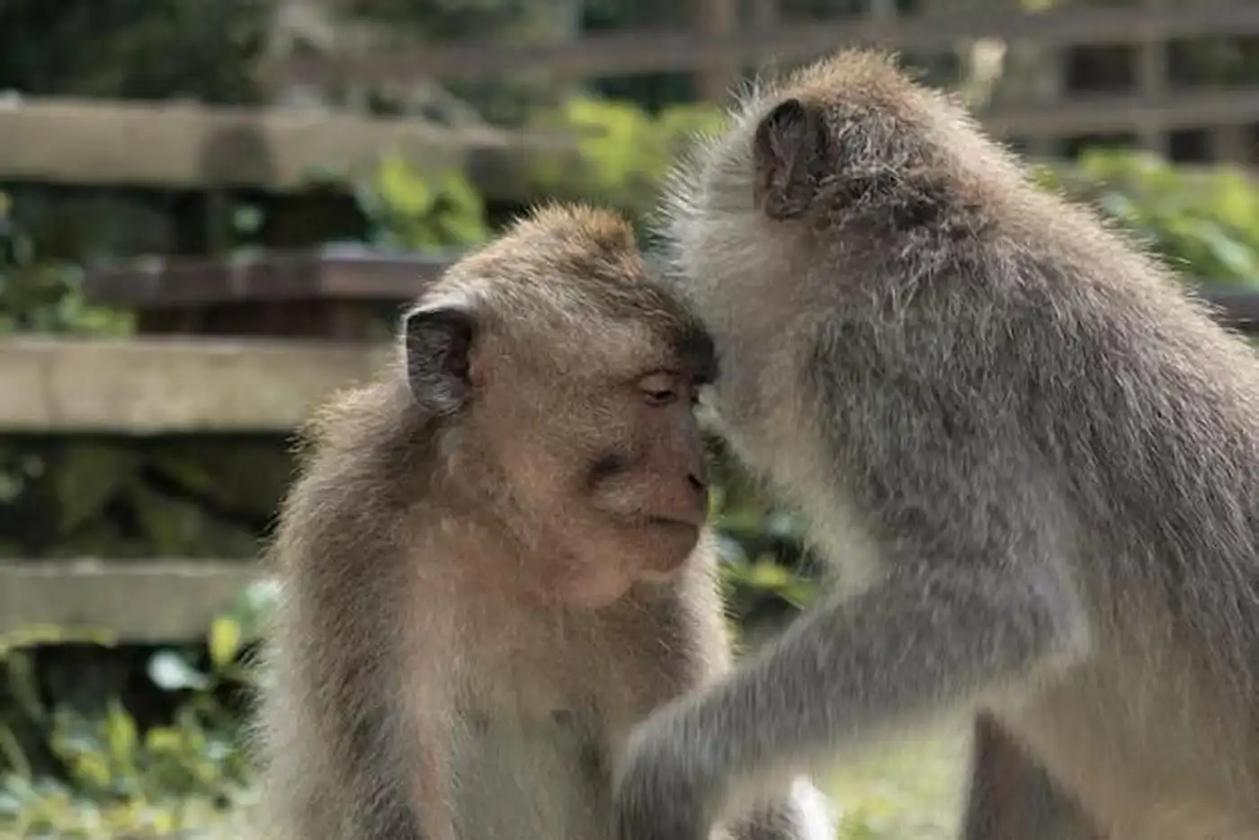 Учёные считают, что поцелуи появились ещё 21 миллион лет назад