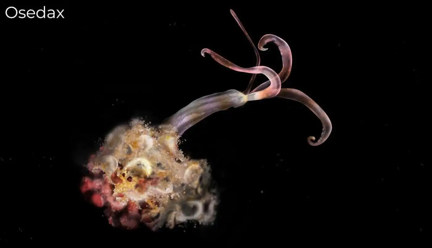 В Антарктиде нашли 30 новых видов существ: от «зомби-червей» до «шара смерти» 1 2 12