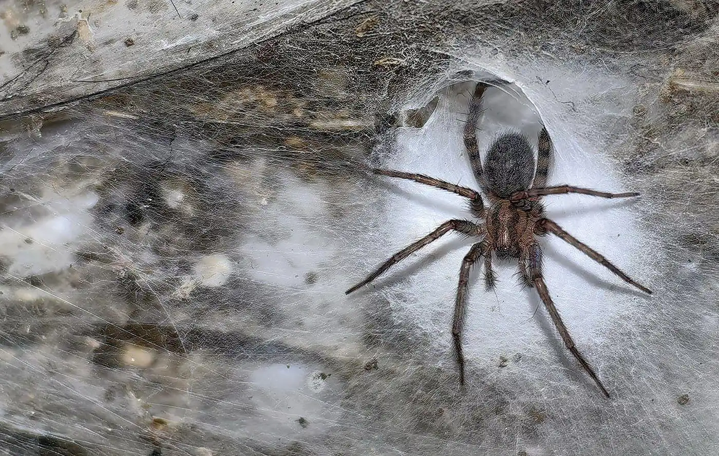 На границе Албании и Греции нашли крупнейшую паутину в мире