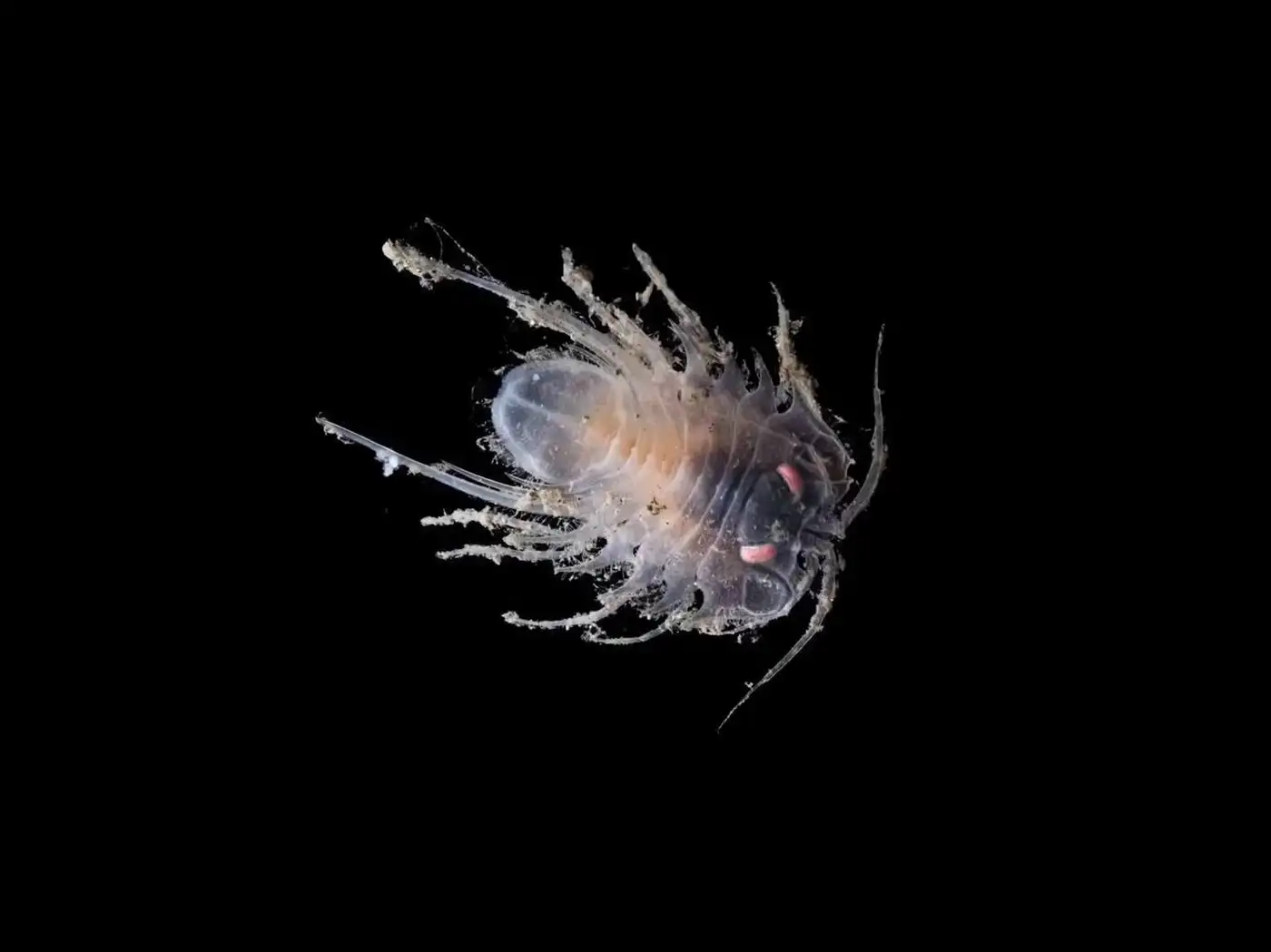 В Антарктиде нашли 30 новых видов существ: от «зомби-червей» до «шара смерти» 2 3 5