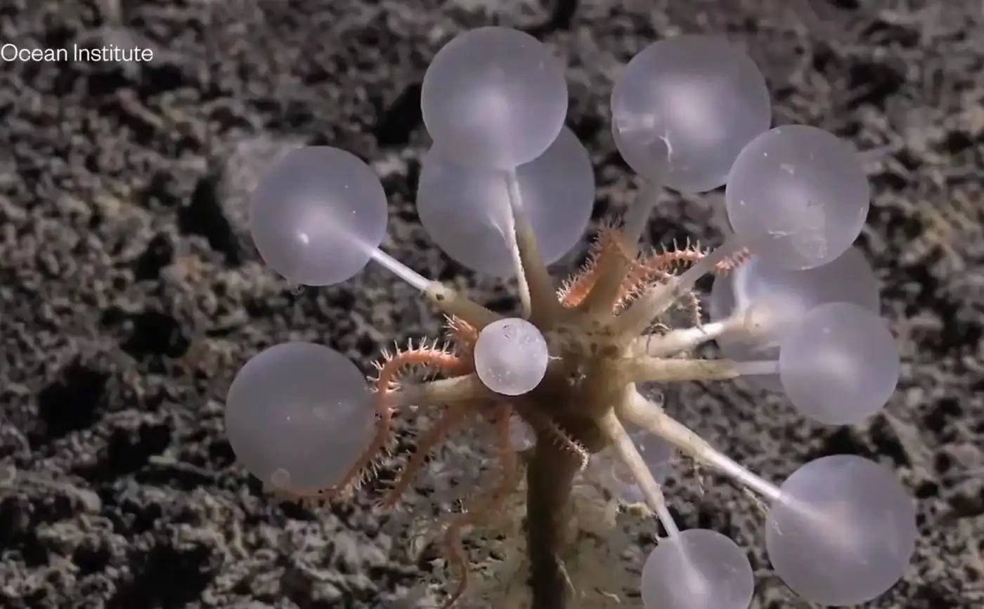 В Антарктиде нашли 30 новых видов существ: от «зомби-червей» до «шара смерти» 3 4 4